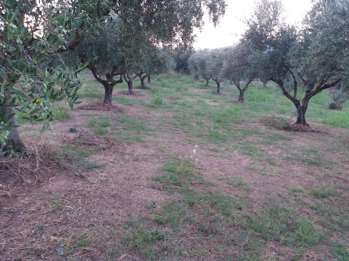 Φωτογραφία: ΦΟΥΪΖΑ