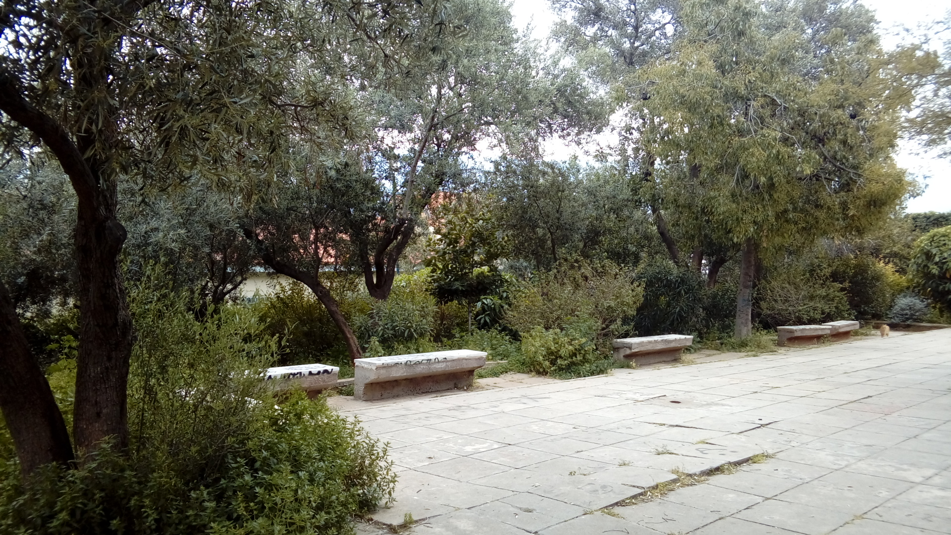 Φωτογραφία: Πάρκο Ραγκαβά (Ελαιόκηπος)