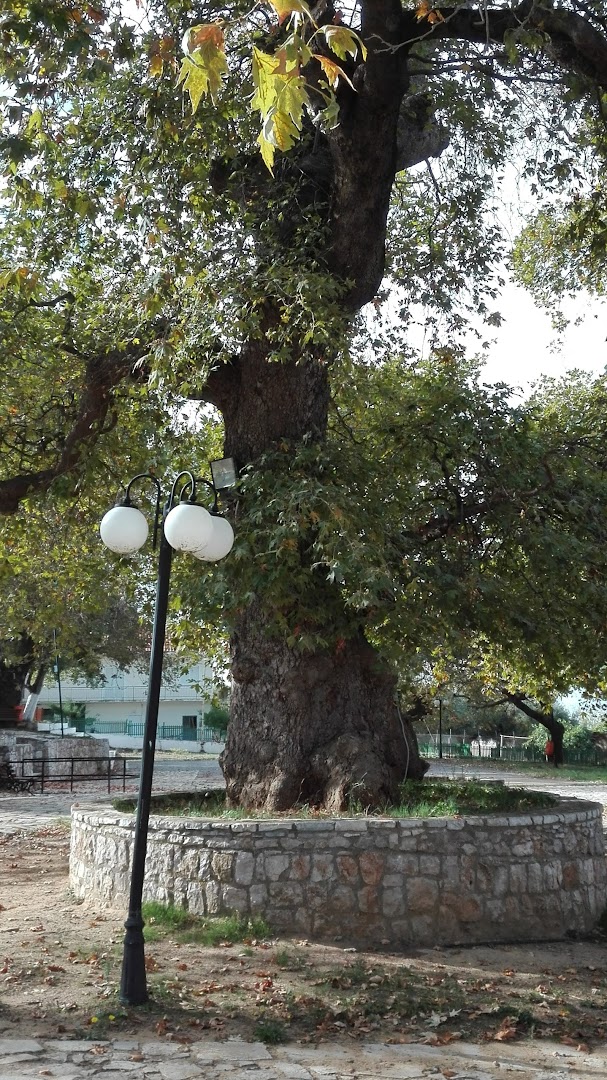 Φωτογραφία: Πλατάνια