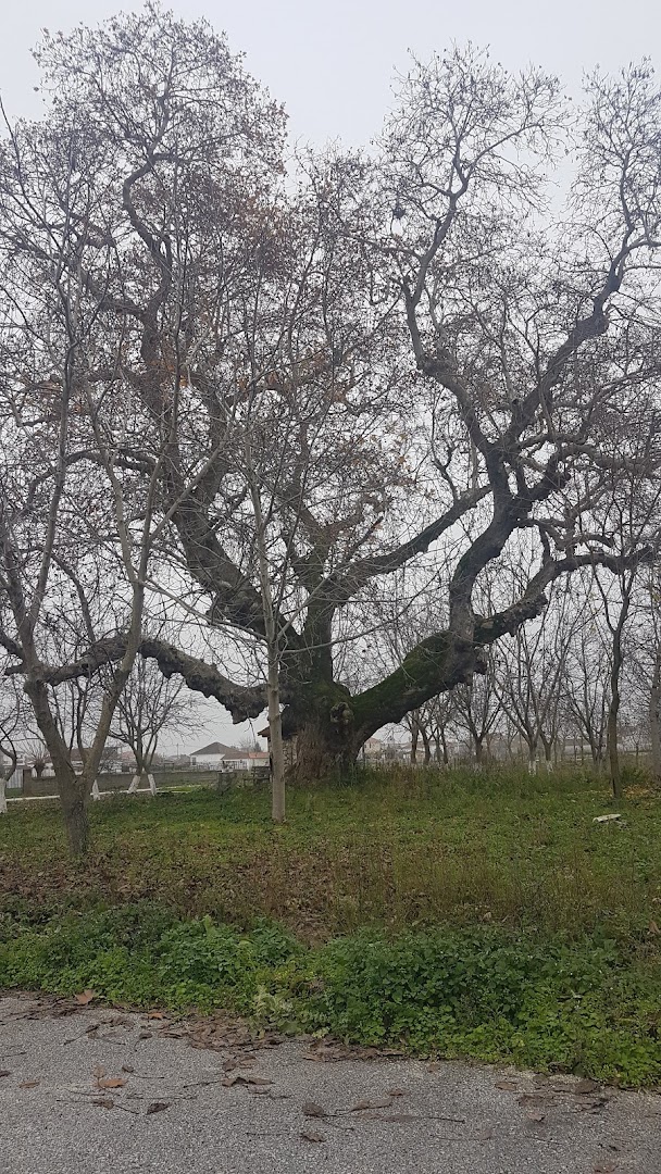 Φωτογραφία: Πάρκο Αγίας Τριάδας