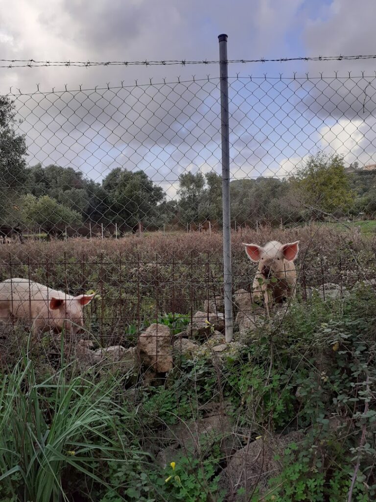 Φωτογραφία: Centro Park