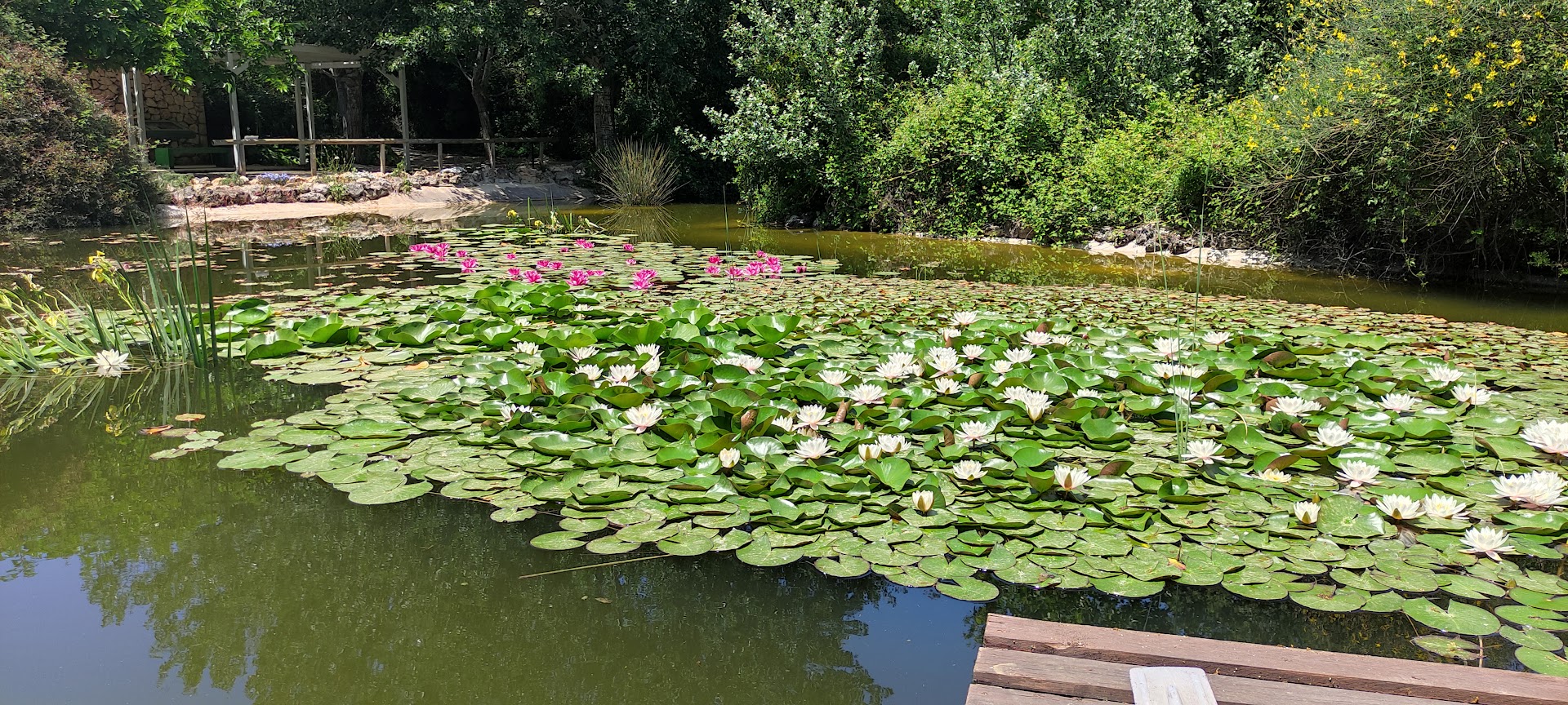 Φωτογραφία: Cephalonia Botanica