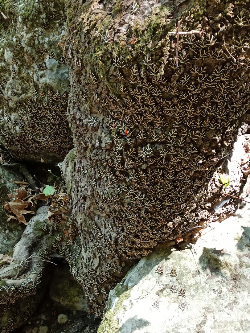 Φωτογραφία: Κοιλάδα Πεταλούδων